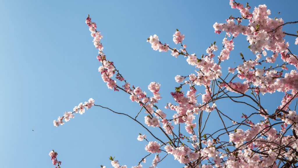 Synectic Wealth | Prepare for Life Spring 2026